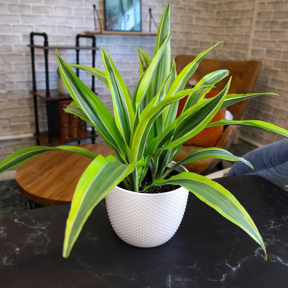 Lemon Lime Corn Plant in 6" White Décor Pot | Easy Care, Filtered Sun | Element by Altman Plants