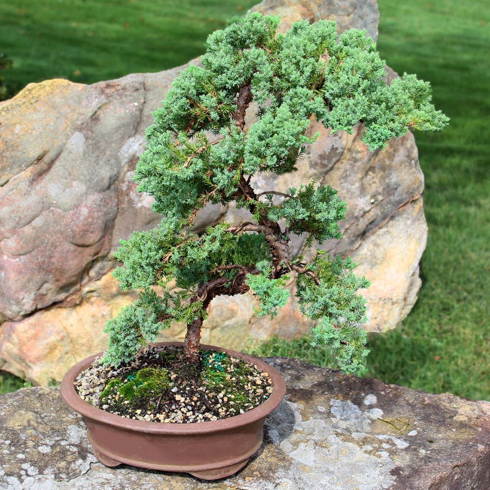 Brussel's Green Mound Juniper Bonsai - Large - (Outdoor)