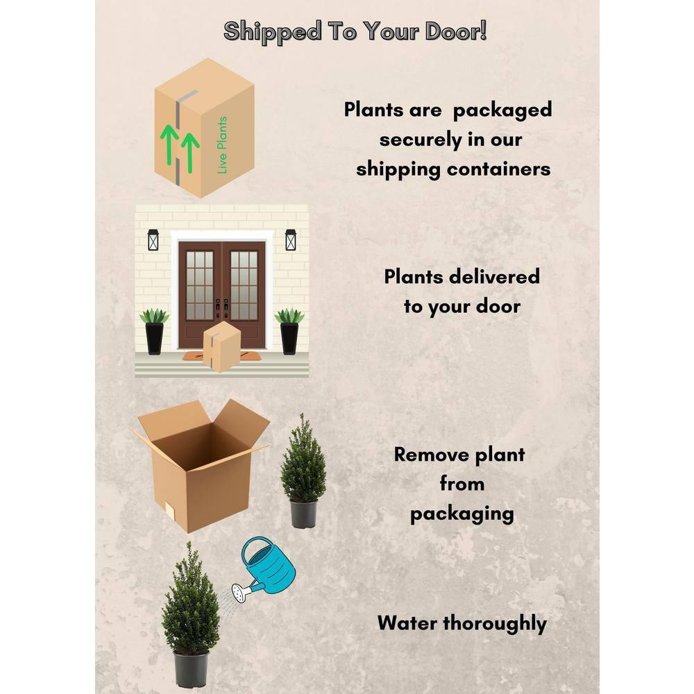 Expert Gardener 3 Gallon Holly Steeds Upright Japanese (Ilex) Live Shrub