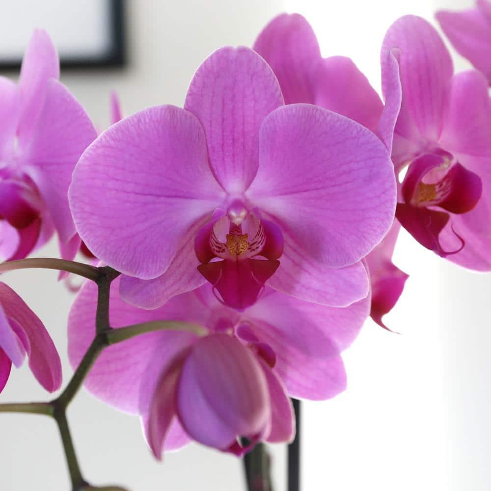 Just Add Ice 16-30" Pink Premium Orchid Live Plant in 5" White Ceramic Pot, House Plant