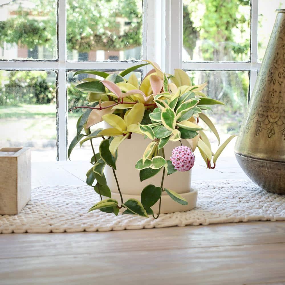 Cream Ceramic 10" Indoor Hoya Carnosa Planter