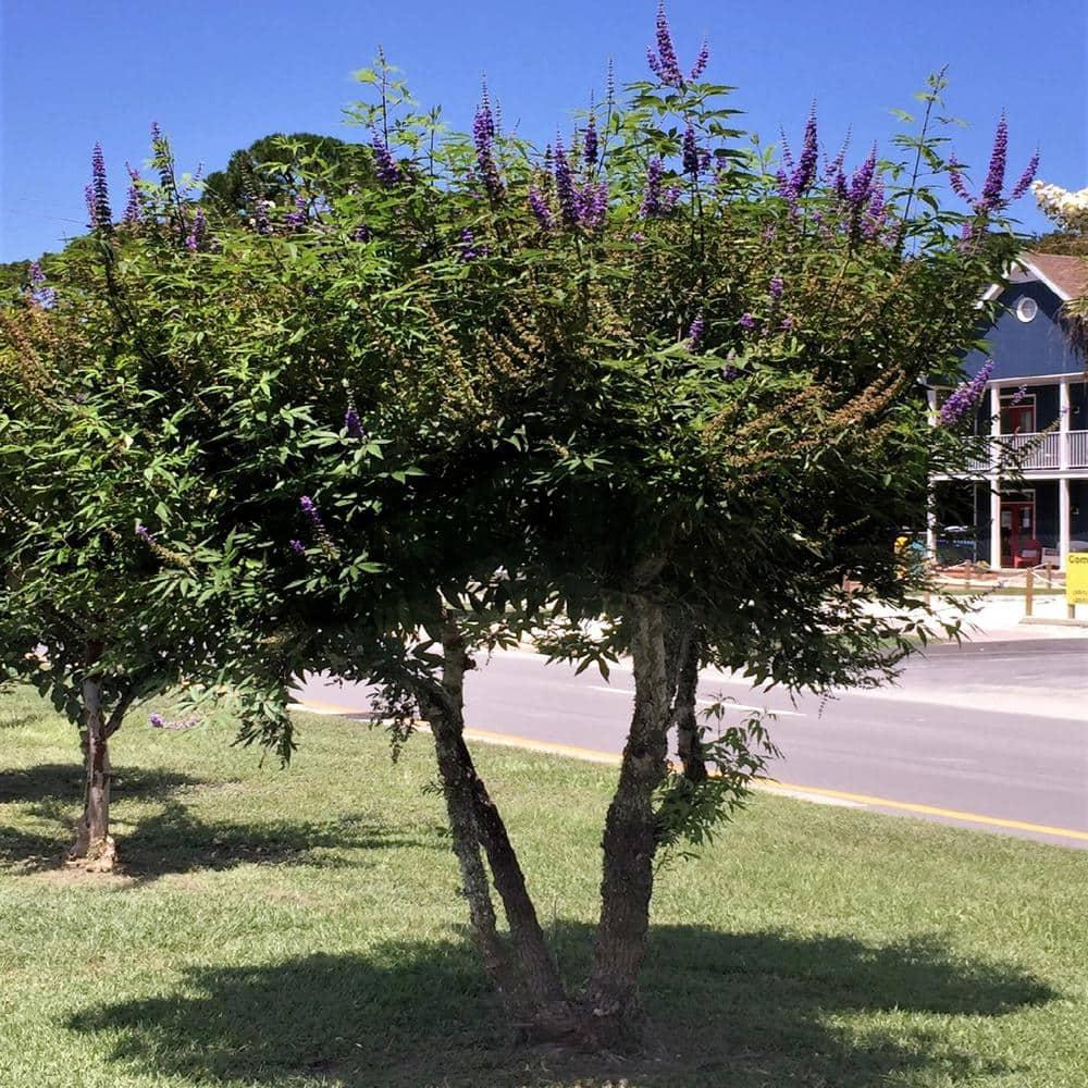 Shoal Creek Vitex (2.5 Gallon) Chaste Tree with Fragrant Lilac-Purple Flower Clusters - Texas