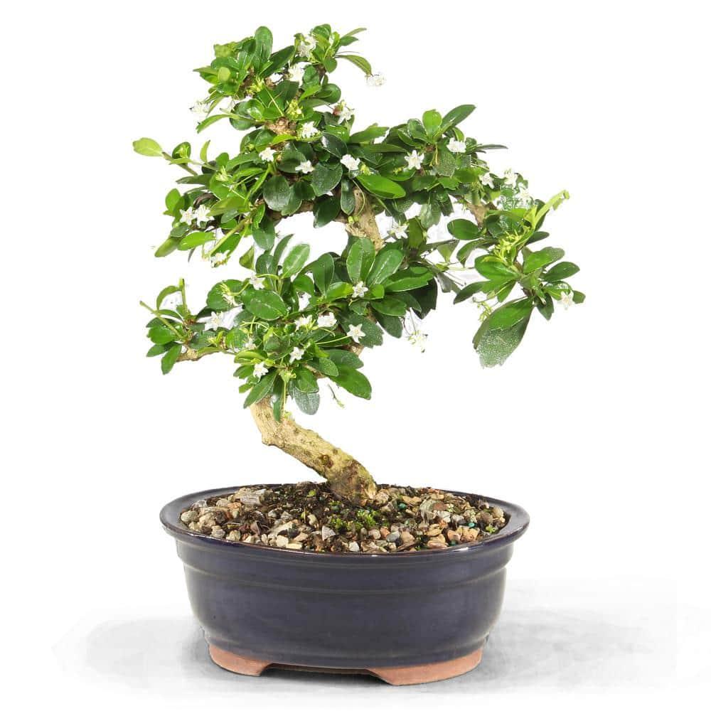 Brussel's Bonsai 1 Feet White Flowering Fukien Tea In pot (with soil)