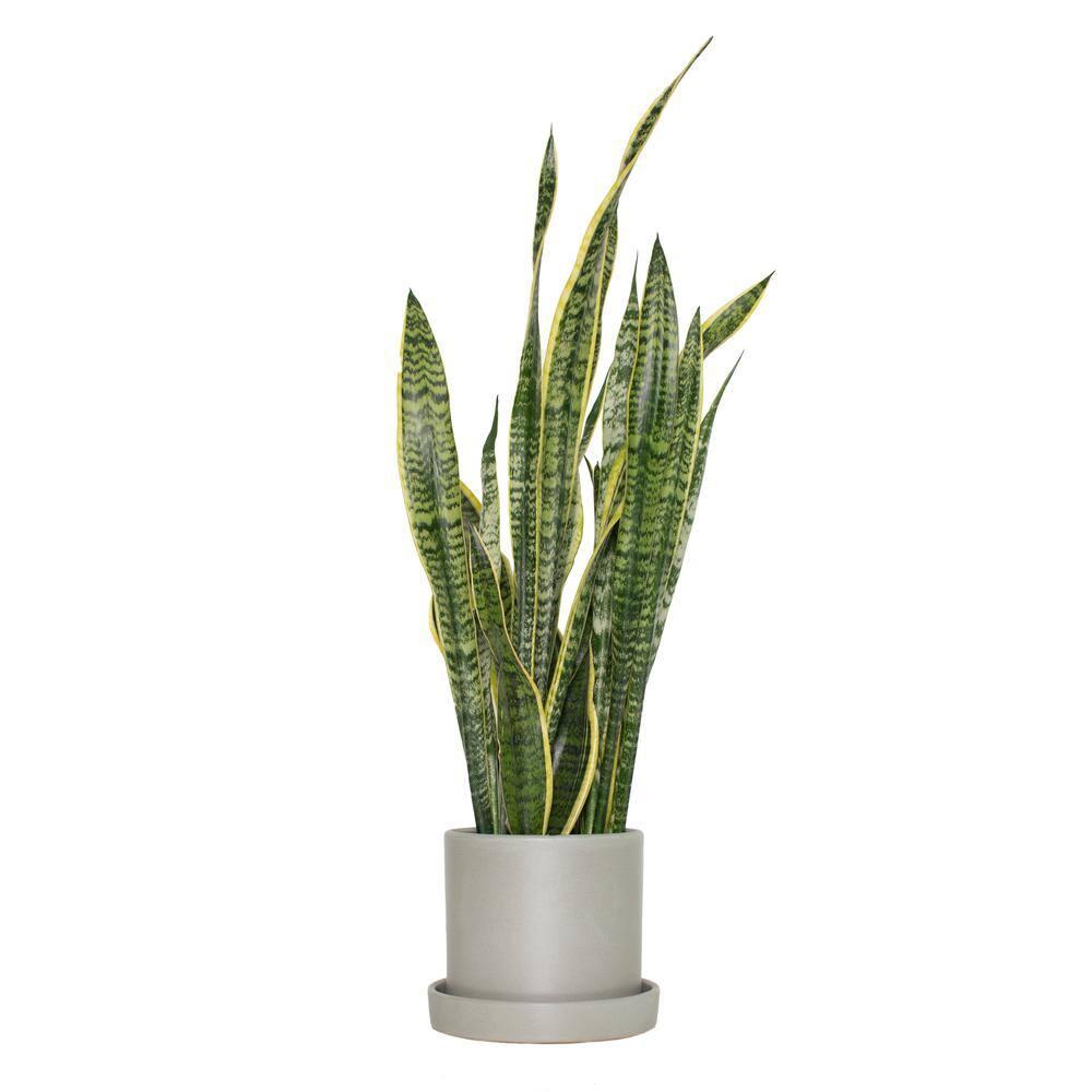 7 in. Semi Matte Stone Hyde Container made from Natural Fibers with Saucer - 1 Piece
