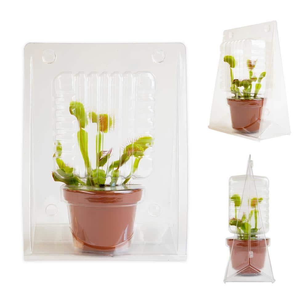 Altman Plants 3.5" Venus Fly Trap Live Plant with Grower Pot