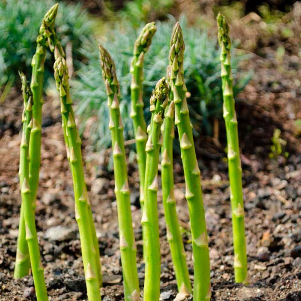 Jersey Giant Asparagus Standard Grade Dormant Bare Root Vegetable Starter Roots (10-Pack)