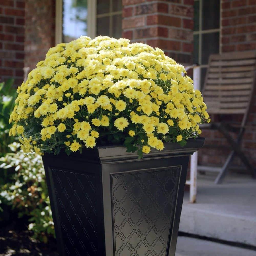 FCMP Outdoor  2 - Piece Self-Watering Plastic Pot Planter Set & Reviews | Wayfair