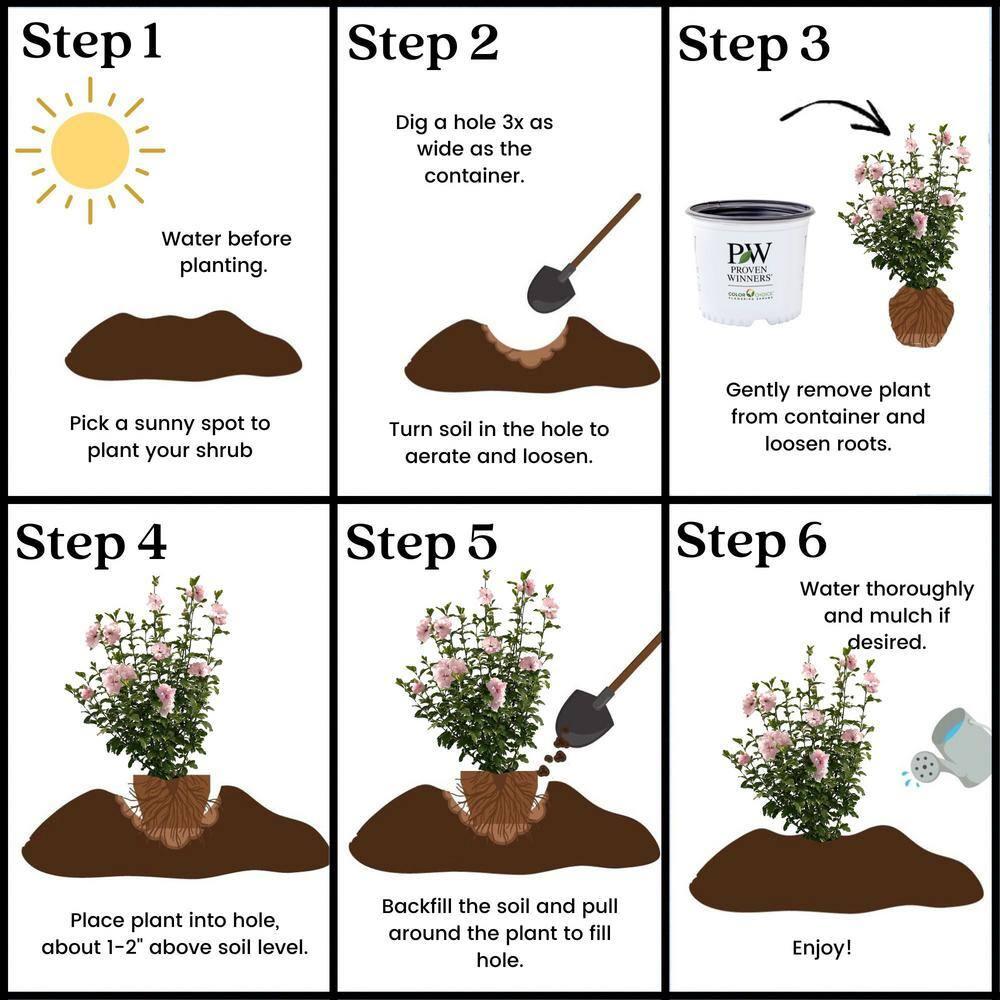 2 Gallon Proven Winners Hibiscus Sugar Tip Shrub