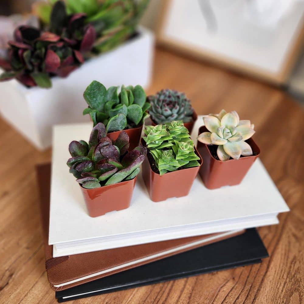 Altman Specialty Plants Live Succulent Plant in Nursery Pot