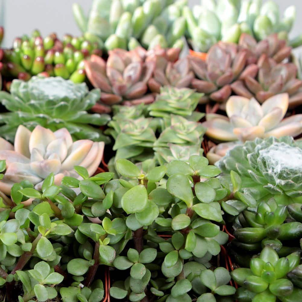Altman Specialty Plants Live Succulent Plant in Nursery Pot