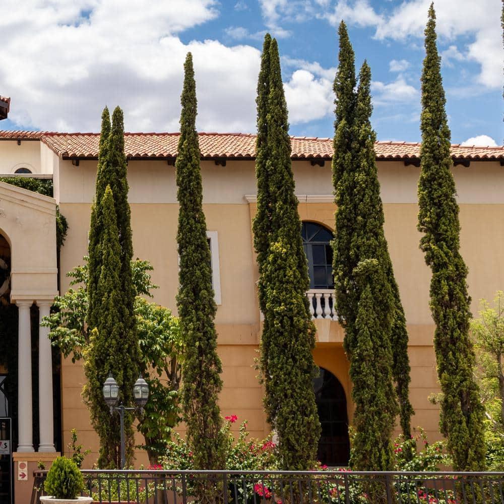 Italian Cypress (2.5 Gallon) Narrow and Upright Evergreen Tree - Full Sun Live Outdoor Plant