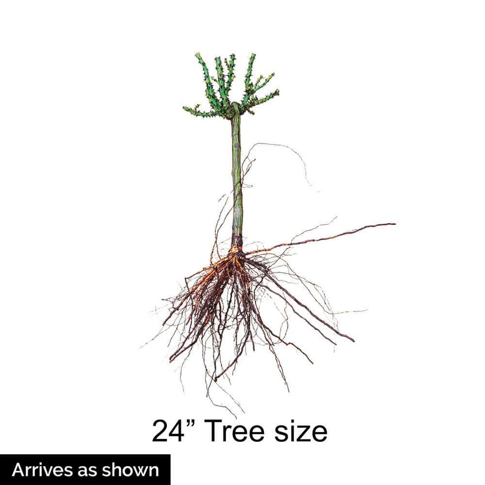 Gurney's 24" Iceberg Dormant Bare Root Tree Live Plants