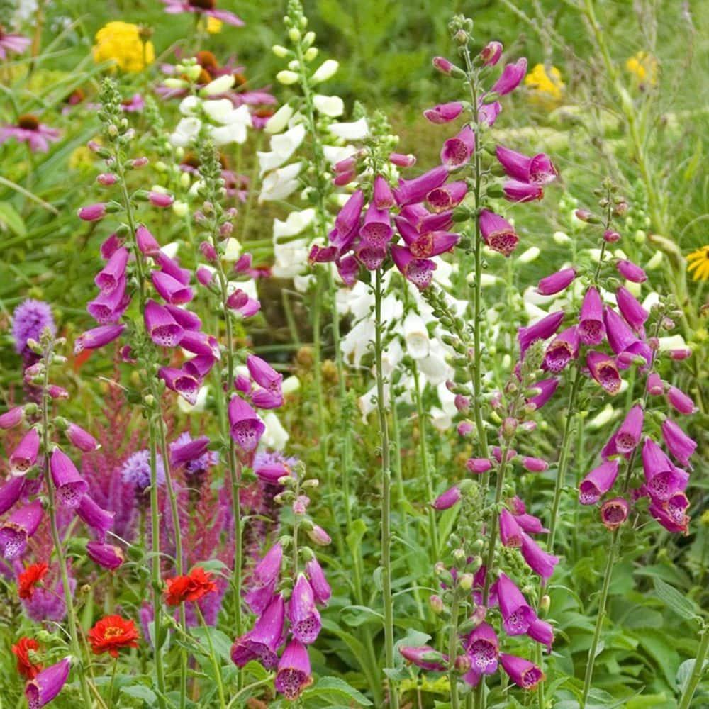 Camelot Rose Foxglove Dormant Bare Root Flowering Perennial Starter Plant, One Plant per Offer