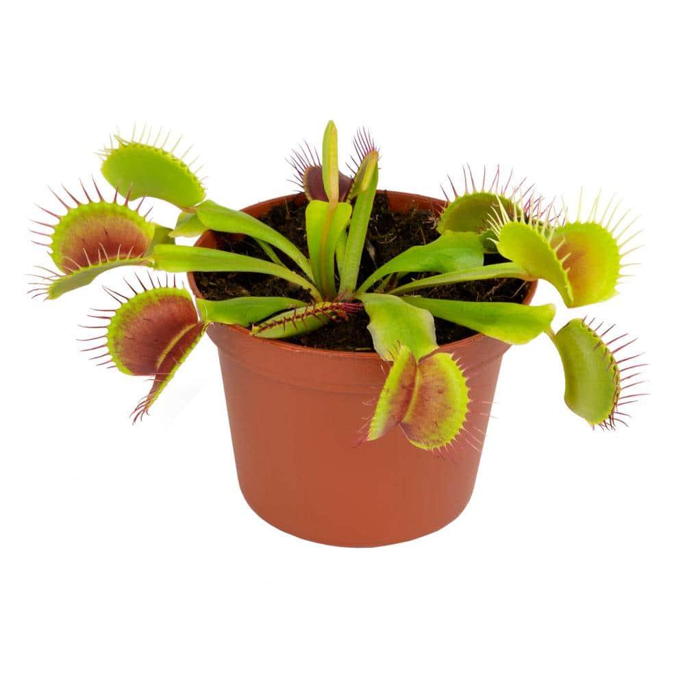 Altman Plants 3.5" Venus Fly Trap Live Plant with Grower Pot