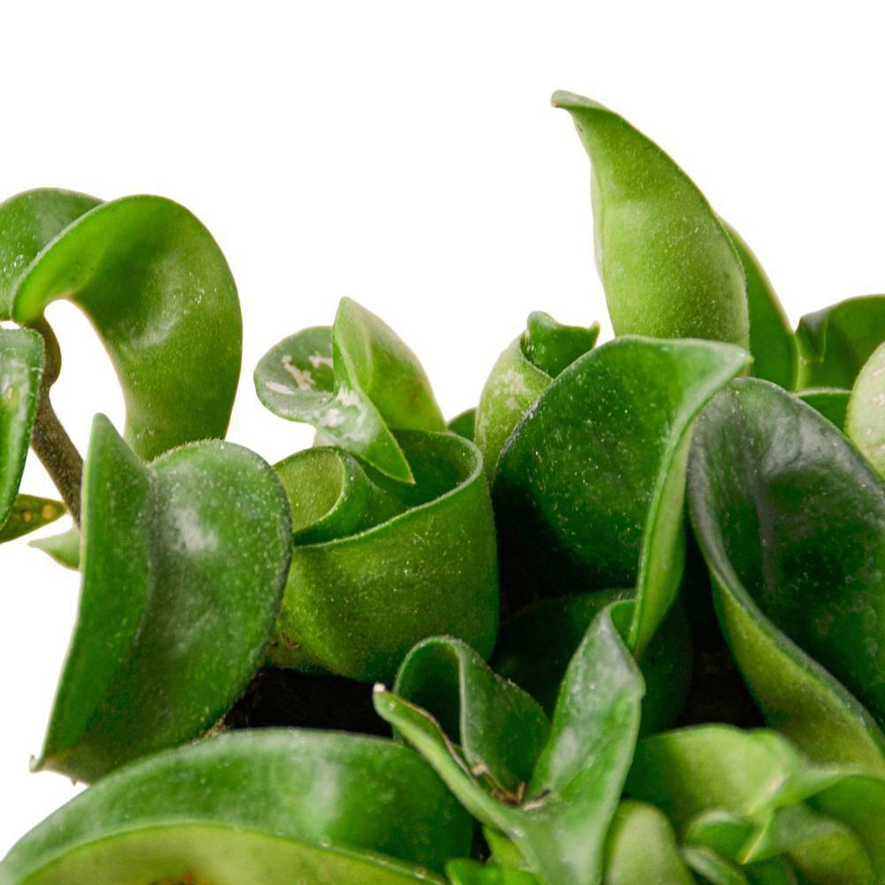 House Plant Shop House Plant Shop Live Foliage Plant