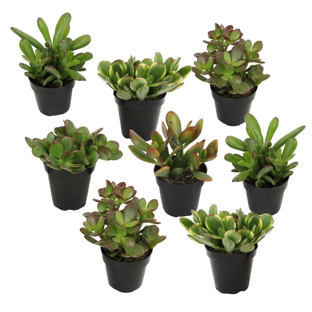 Altman Plants Classic Jade Succulents (8-pack), Easy House Plants in 2.5 in. Grower Pots