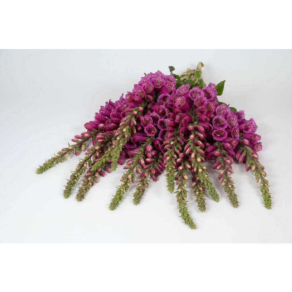 Camelot Rose Foxglove Dormant Bare Root Flowering Perennial Starter Plant, One Plant per Offer