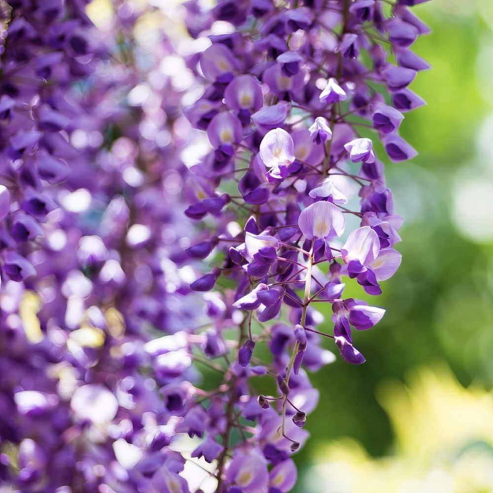 Live Perennial 1 gal Wisteria 'Amethyst Falls' with Full Sunlight