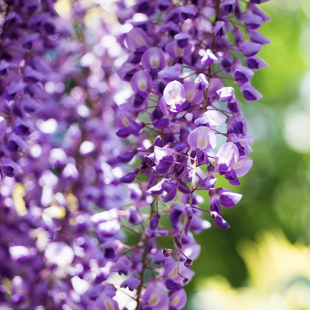 Live Perennial 1 gal Wisteria 'Amethyst Falls' with Full Sunlight