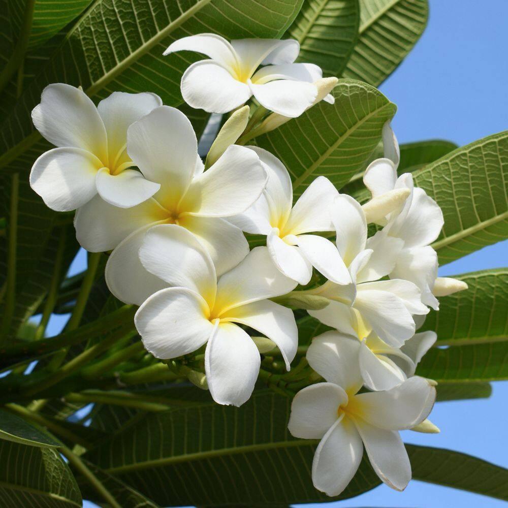Hawaiian White Plumeria Plant Cutting ~ Grow Hawaii