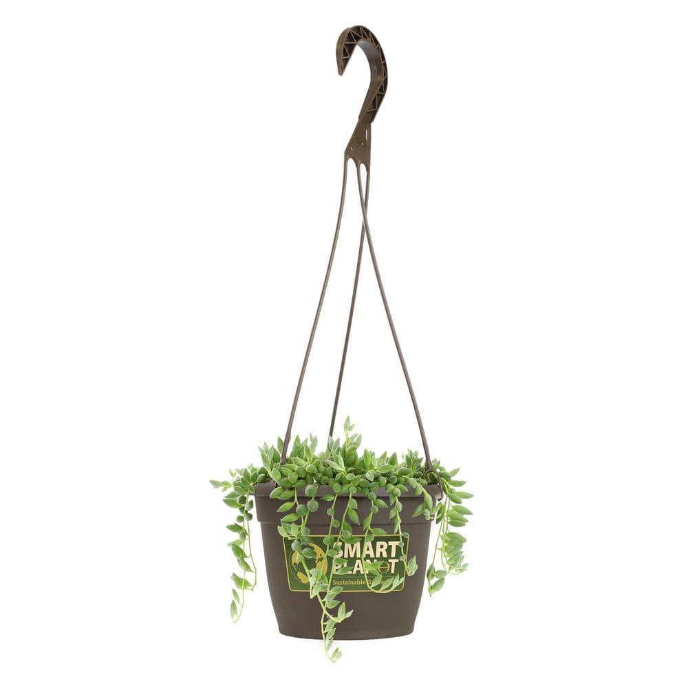 Element by Altman Plants 6" Senecio Radicans Bananas Live Hanging Succulent Basket