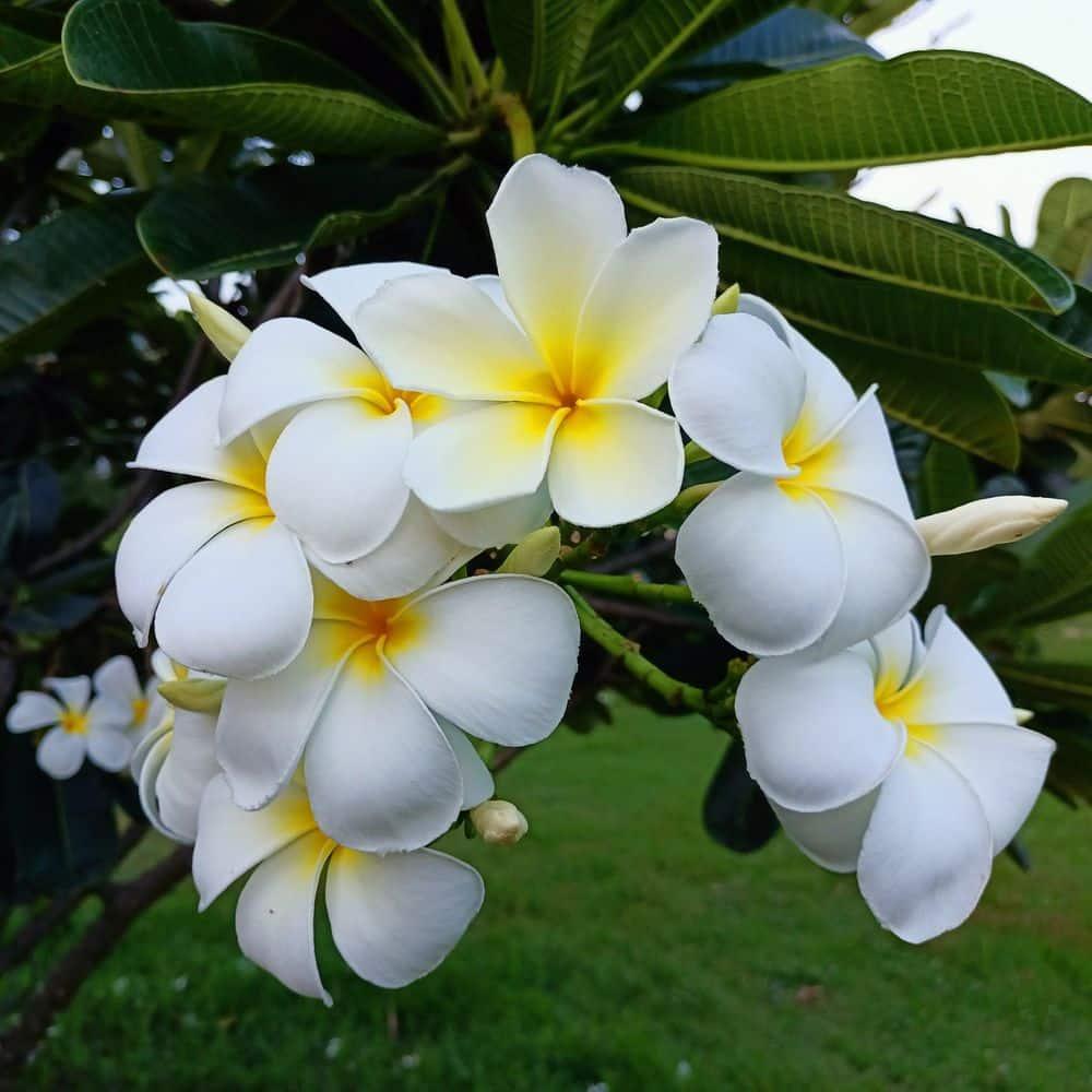 Hawaiian White Plumeria Plant Cutting ~ Grow Hawaii