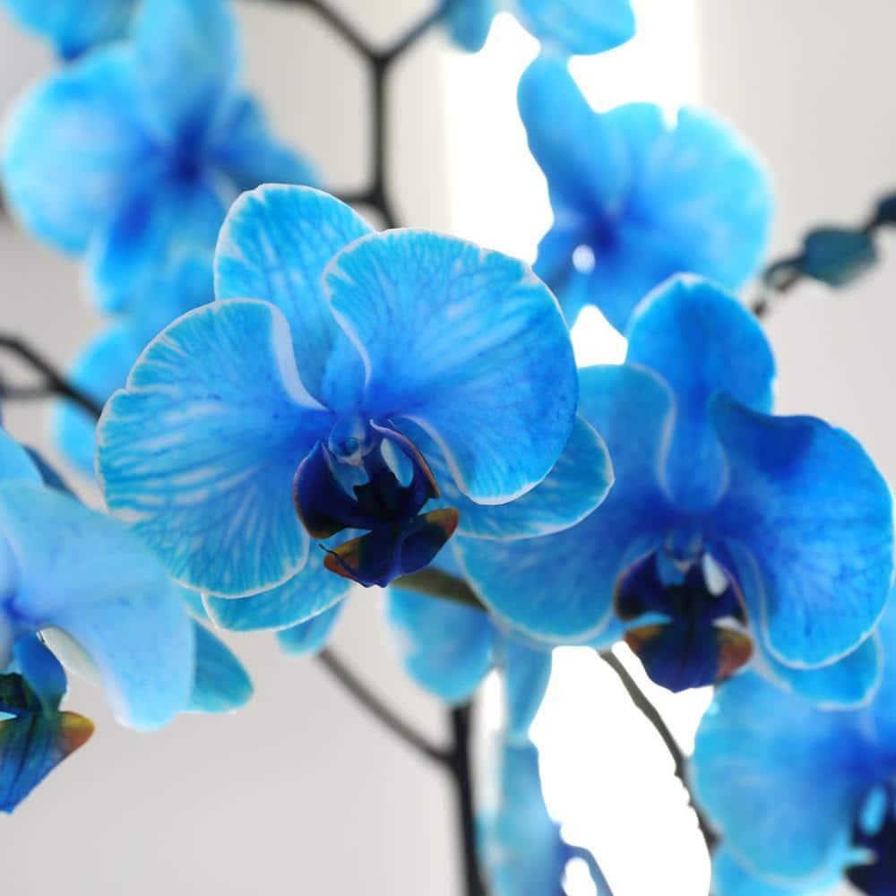 Just Add Ice 16-30" Watercolor Blue Premium Orchid Live Plant in 5" White Ceramic Pot, House Plant