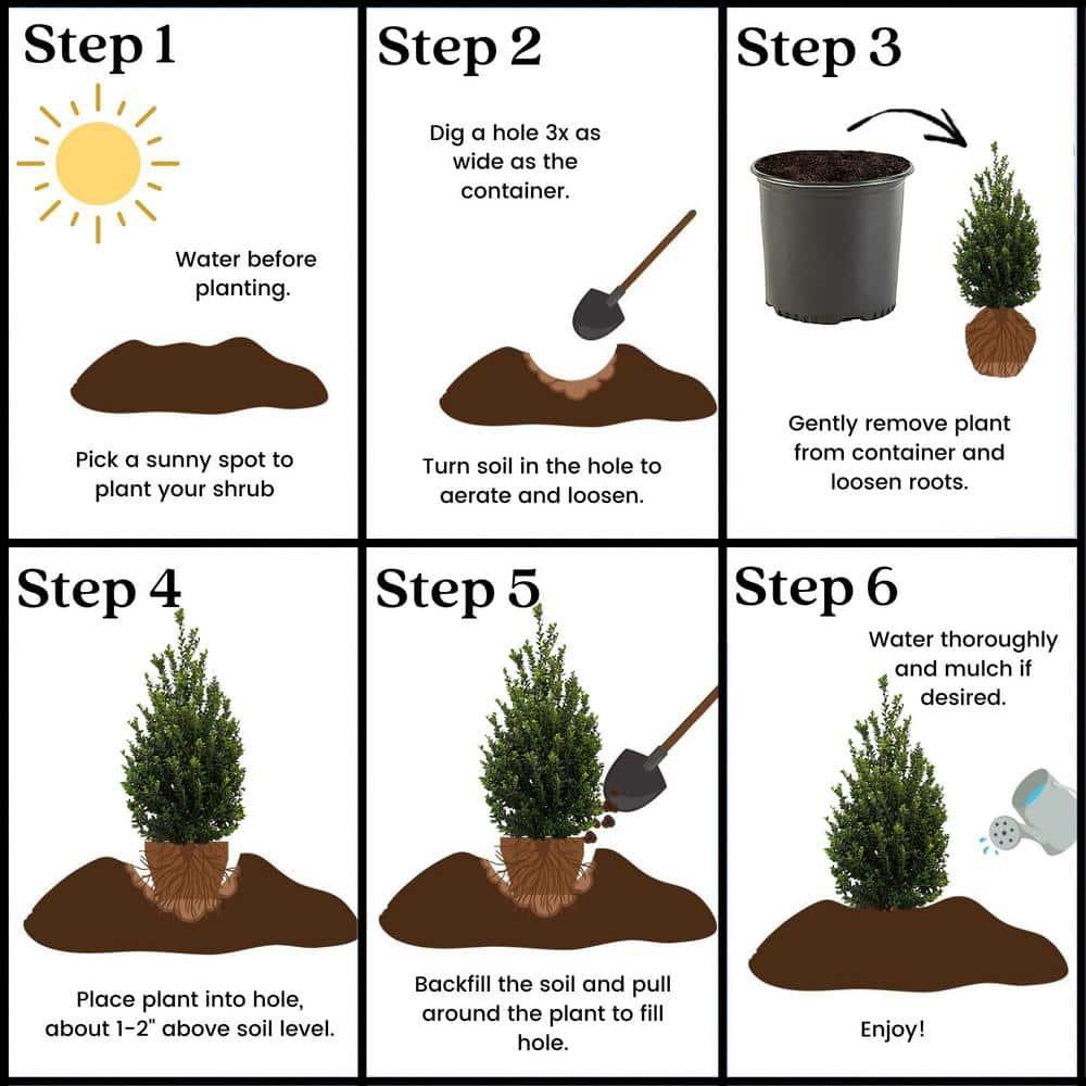 Expert Gardener 3 Gallon Holly Steeds Upright Japanese (Ilex) Live Shrub