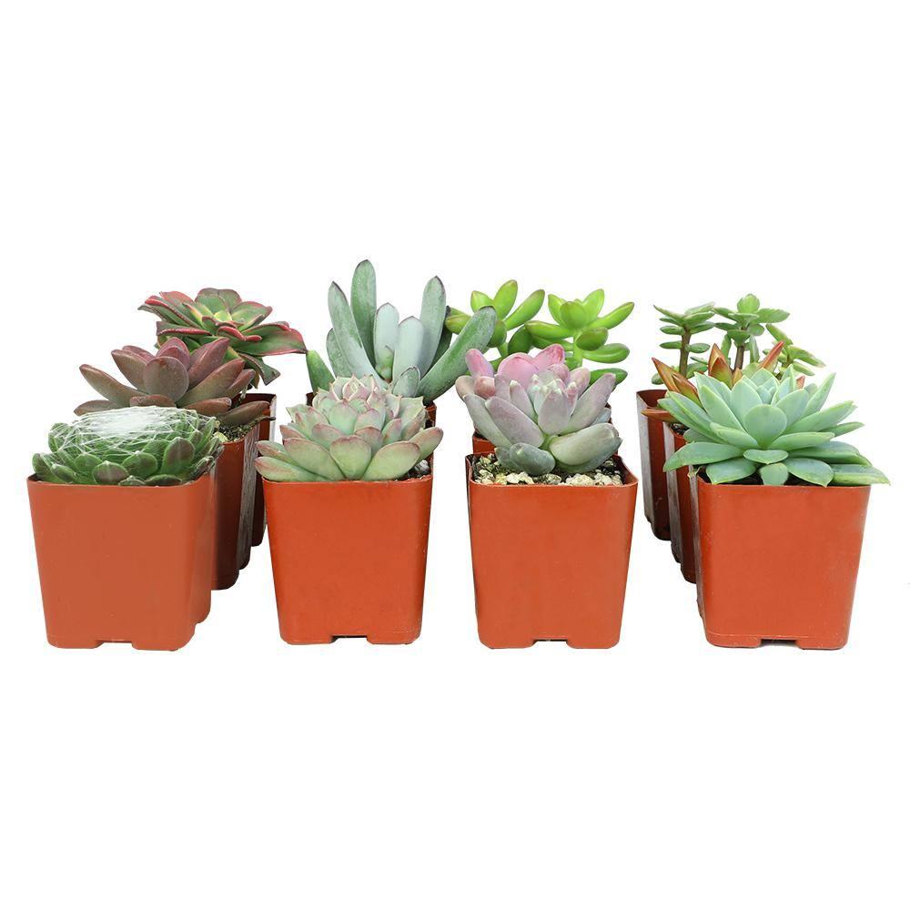 Element by Altman Plants 2" Multi-color Succulent Live Plants (12 Pack)