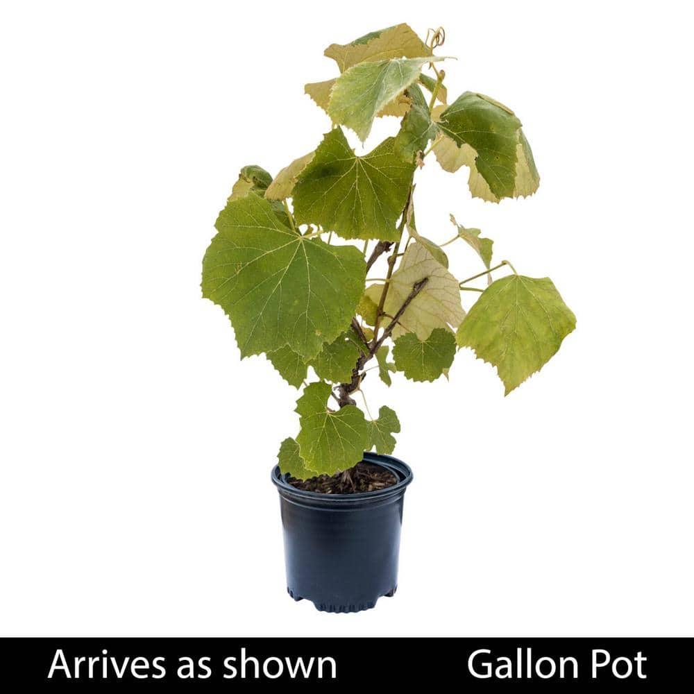 RazzMatazz Muscadine Grape Vine, DOR, WAmant Bare Root Fruit Bearing Starter Plant (1-Pack)