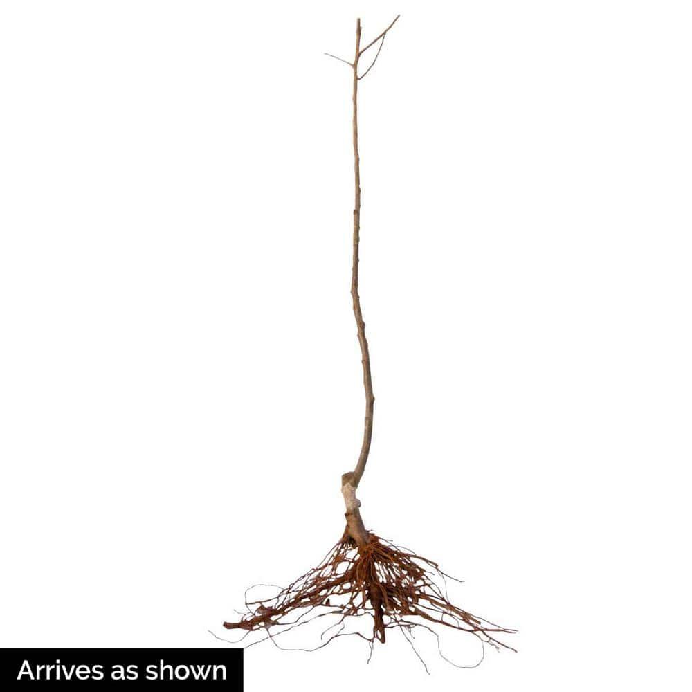 Sweet Sixteen Apple Standard Dormant Bare Root Starter Fruit Tree, 1-Pack