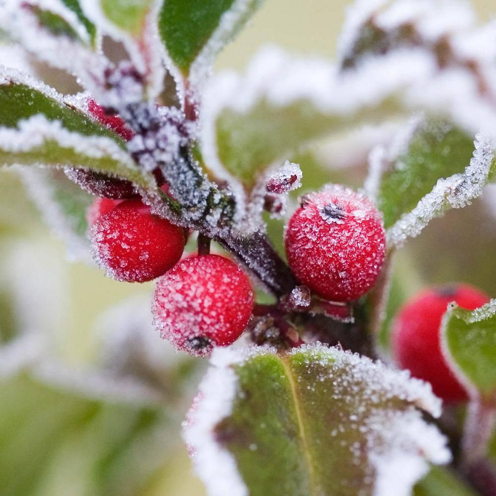 Blue Prince Holly Bush Potted Broadleaf Evergreen Shrub, in a 2.25 Gal. Pot