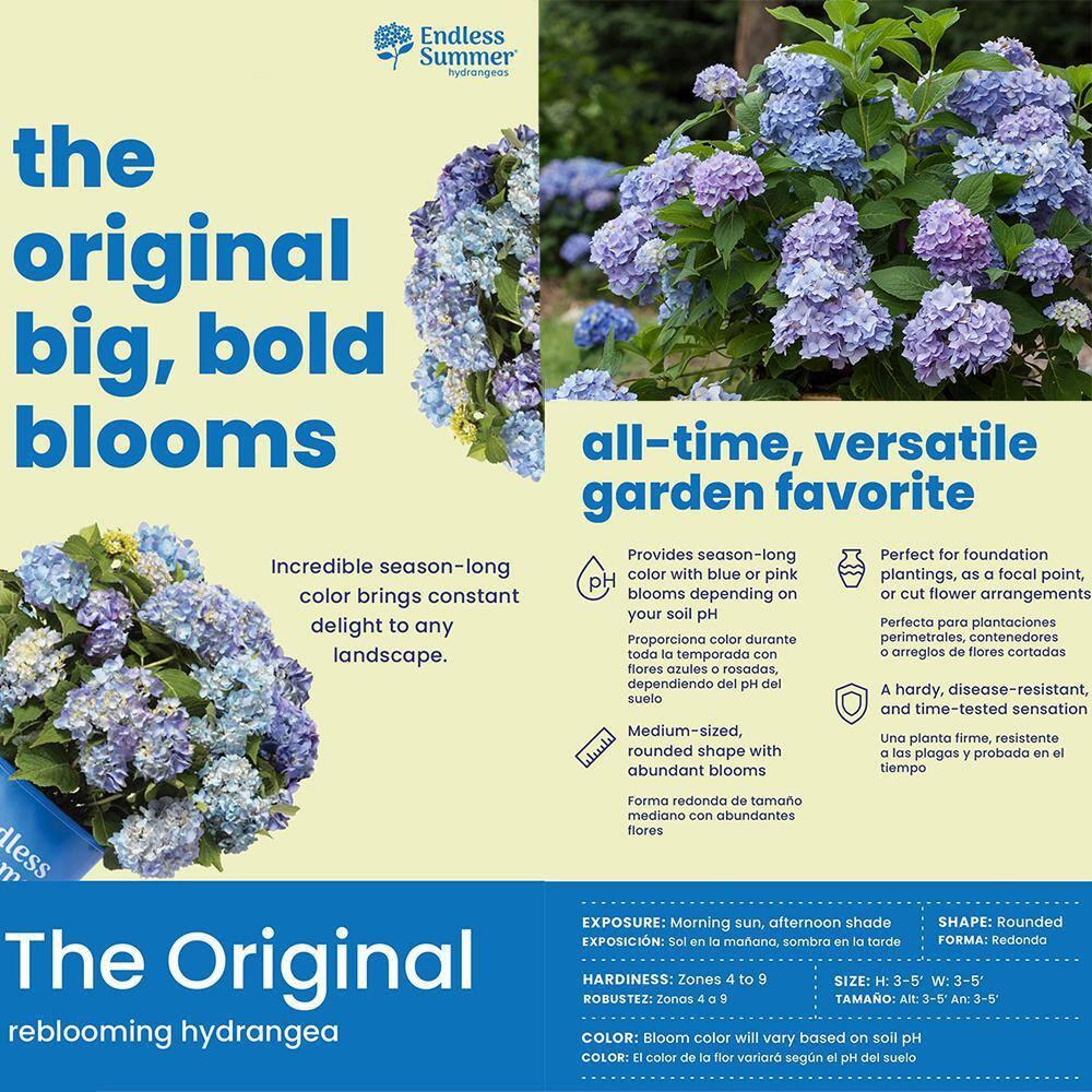 Endless Summer The Original Reblooming Hydrangea Live Shrub in 2-Gallon Grower Pot