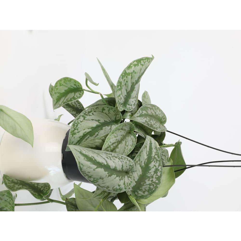 6 in. Satin Pothos Hanging Basket (Scindapsus Pictus)