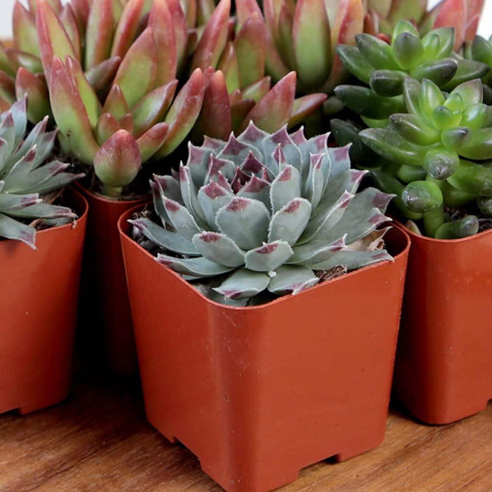 Element by Altman Plants 2" Multi-color Succulent Live Plants (12 Pack)