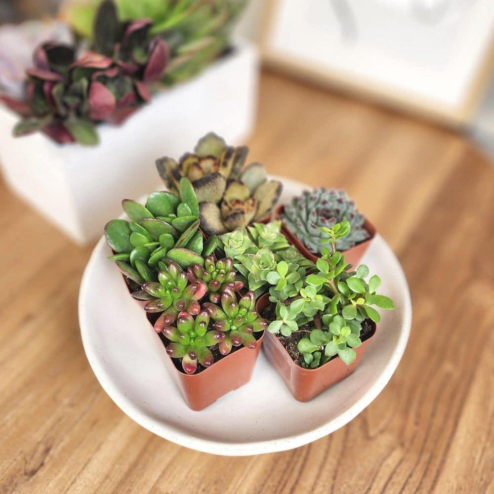 Altman Specialty Plants Live Succulent Plant in Nursery Pot