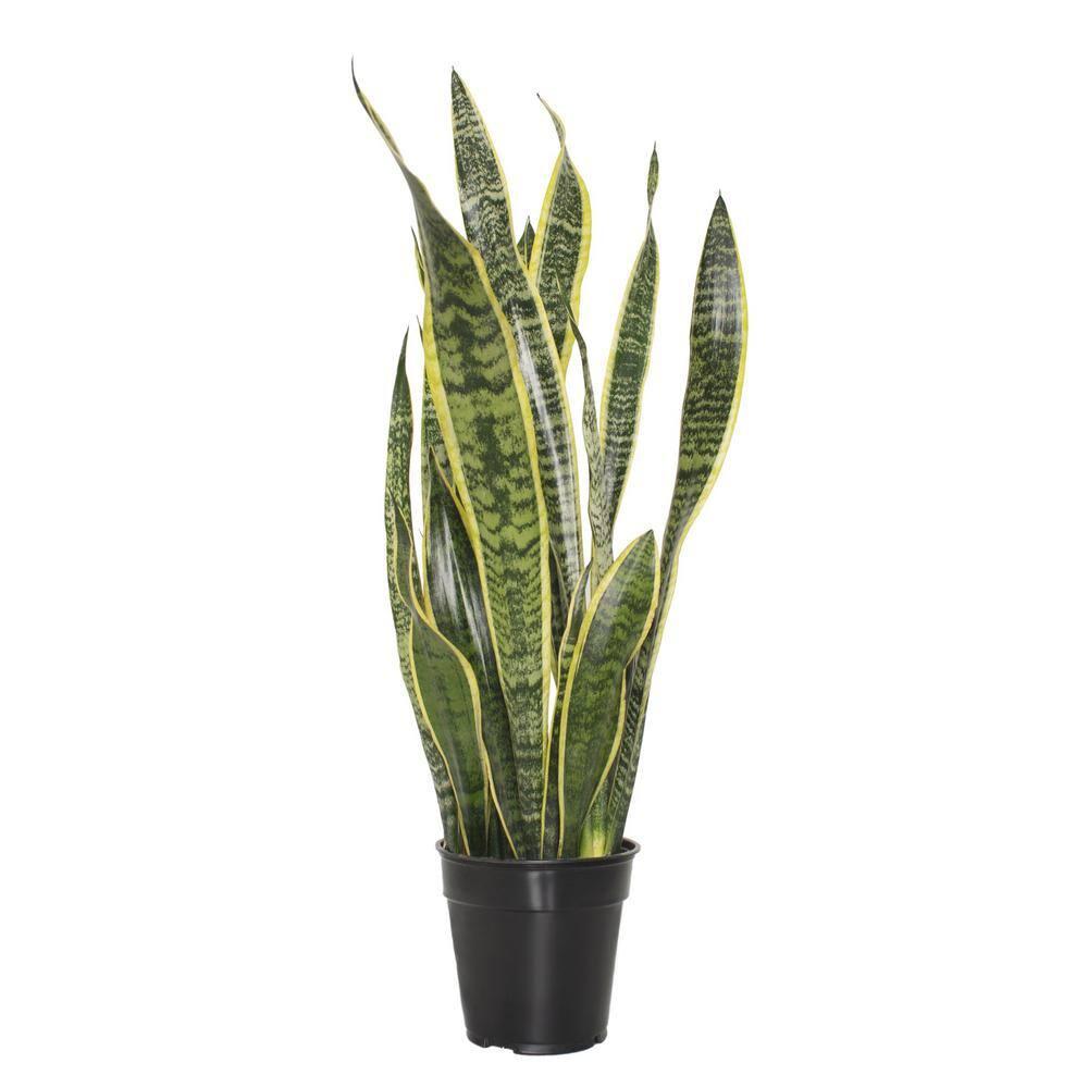7 in. Semi Matte Cream Hyde Container with 6 in. Sanseveria Laurentii  Live Houseplant Indirect Sun