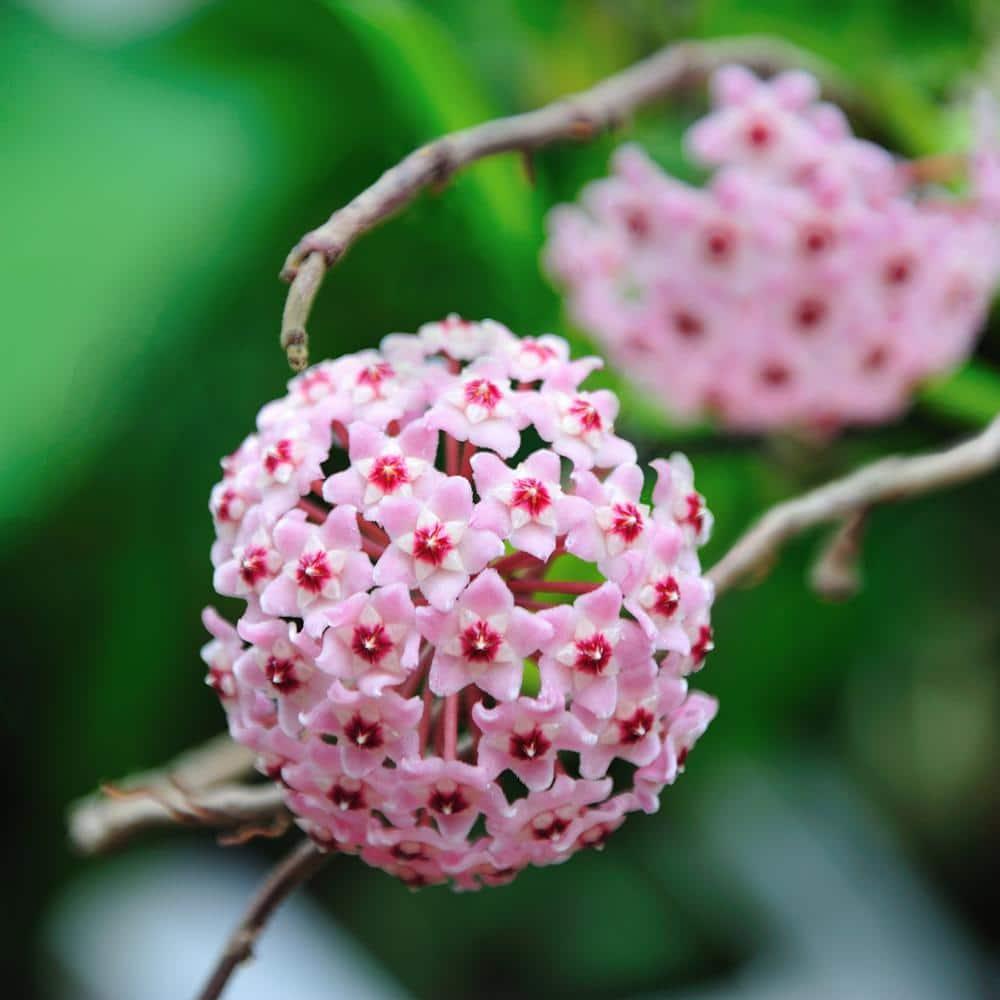 5.5 in. Hoya Carnosa Krimson Queen Plant in Grower Container (1-Piece)