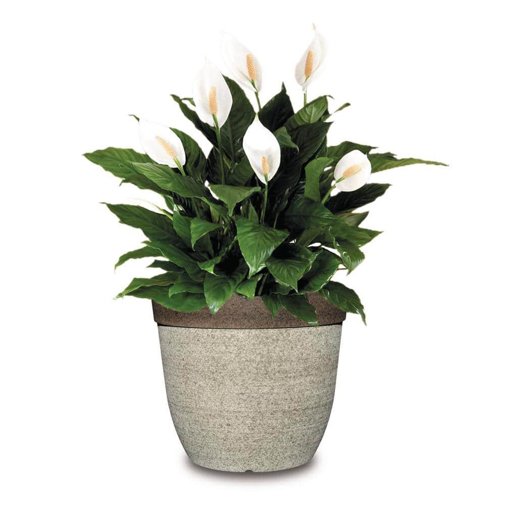 Coventry 11.5 in. Dia Drop-In Resin Planter for Indoor Plants HD1-1026