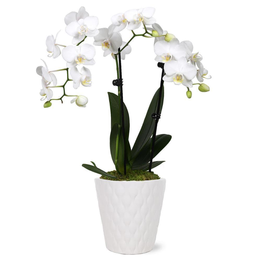 Just Add Ice 15-20" White and Yellow Petite Orchid Live Plant in 3" White Ceramic Pot, House Plant