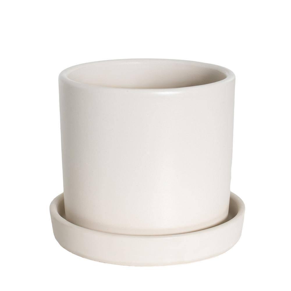 7 in. Semi Matte Cream Hyde Container with 6 in. Sanseveria Laurentii  Live Houseplant Indirect Sun