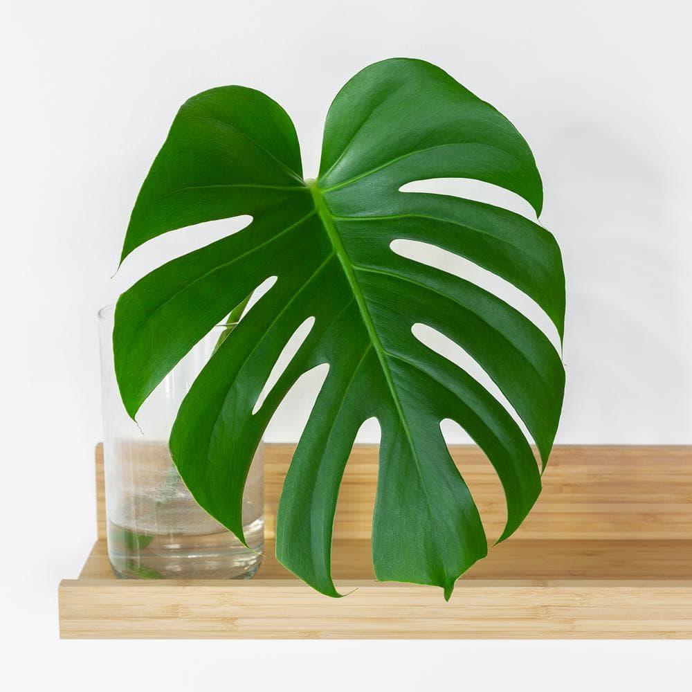 10" Monstera Swiss Cheese Plant - National Plant Network