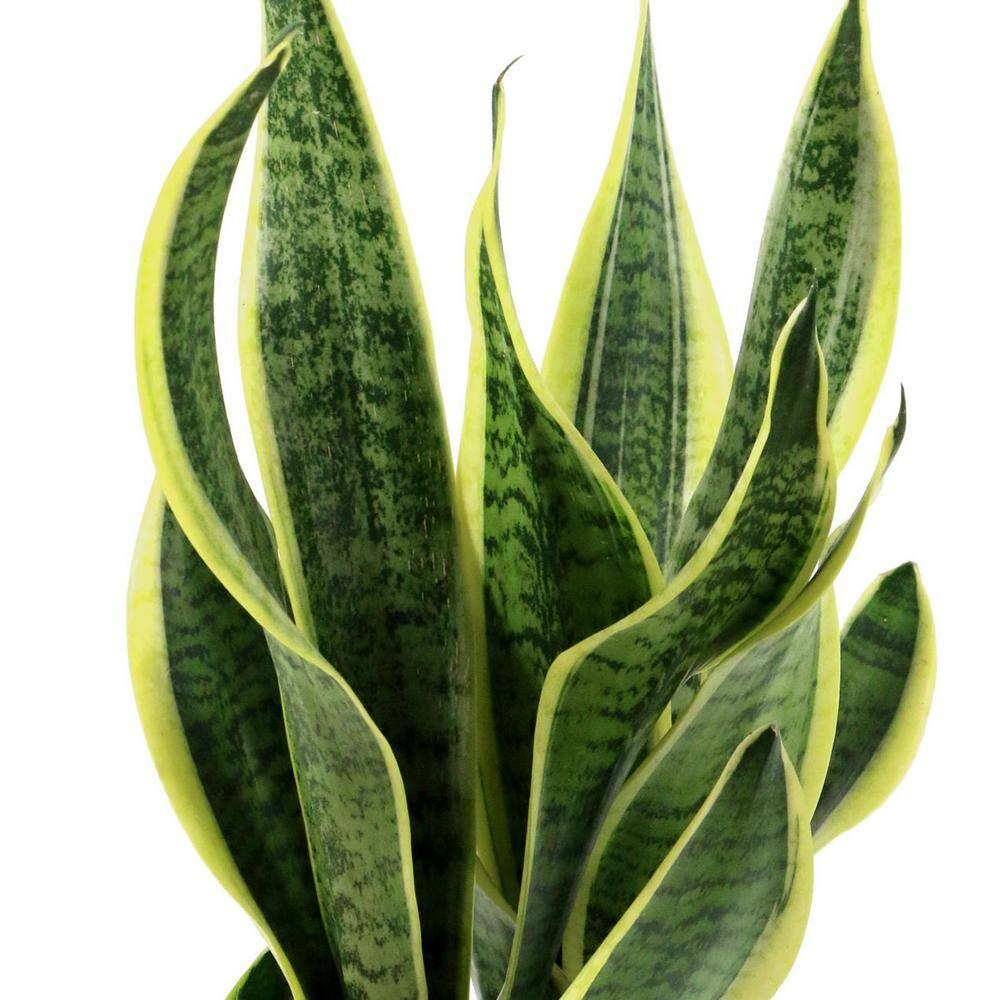 7 in. Semi Matte Cream Hyde Container with 6 in. Sanseveria Laurentii  Live Houseplant Indirect Sun