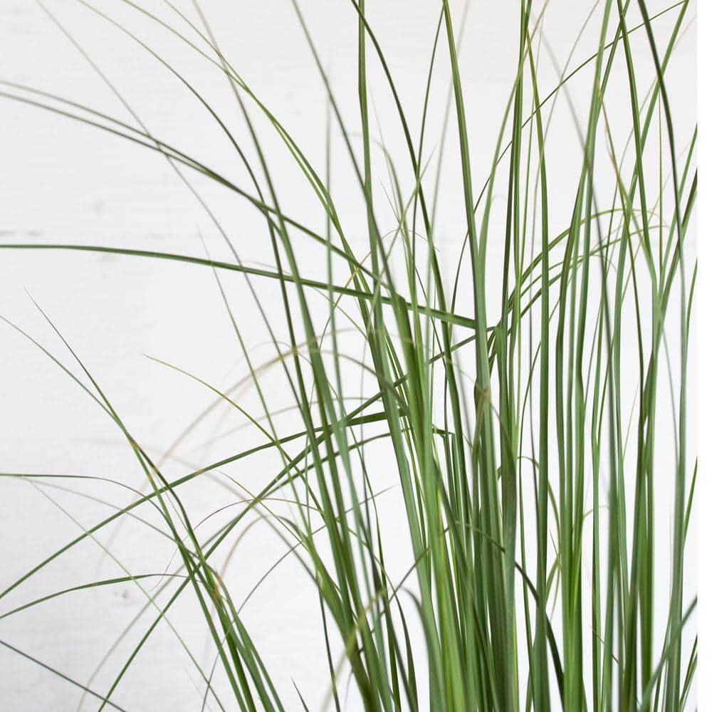 Plants by Mail 2.5 Quart Pampas Grass Live Plant