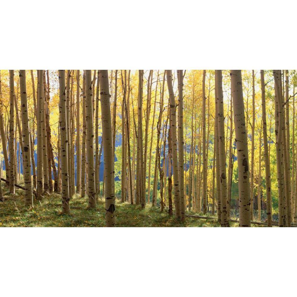 Yosemite Home Decor 'Sunlit Colorado Trees' Glass Photographic Print in Multi-Color