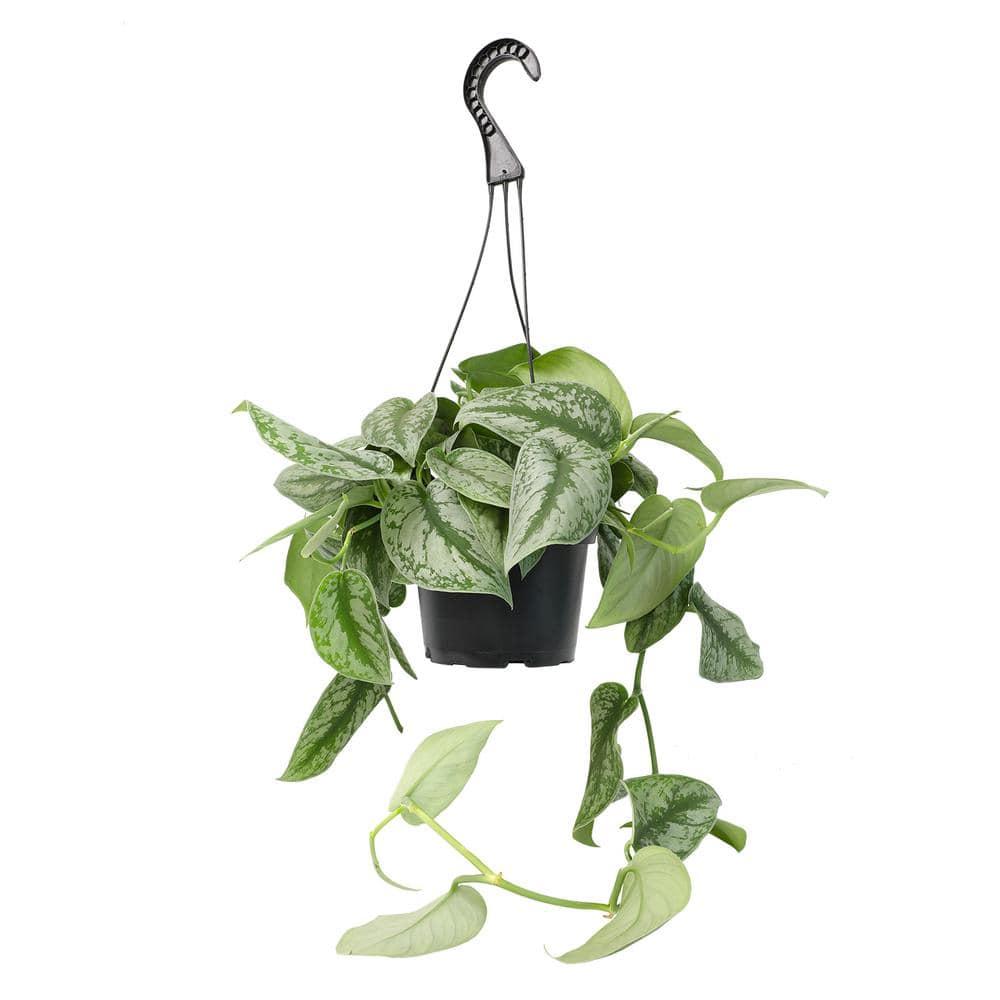6 in. Satin Pothos Hanging Basket (Scindapsus Pictus)