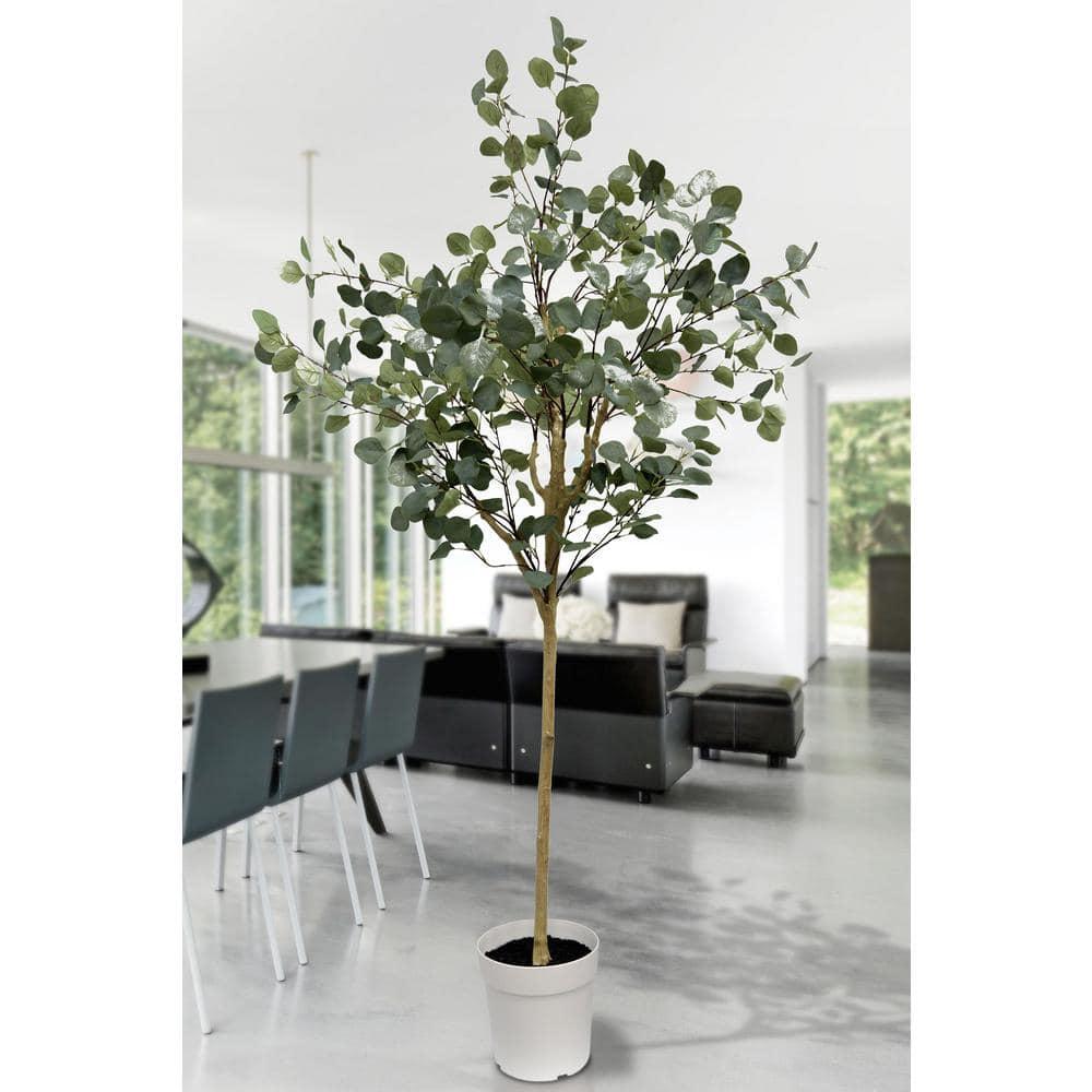 Eucalyptus Tree