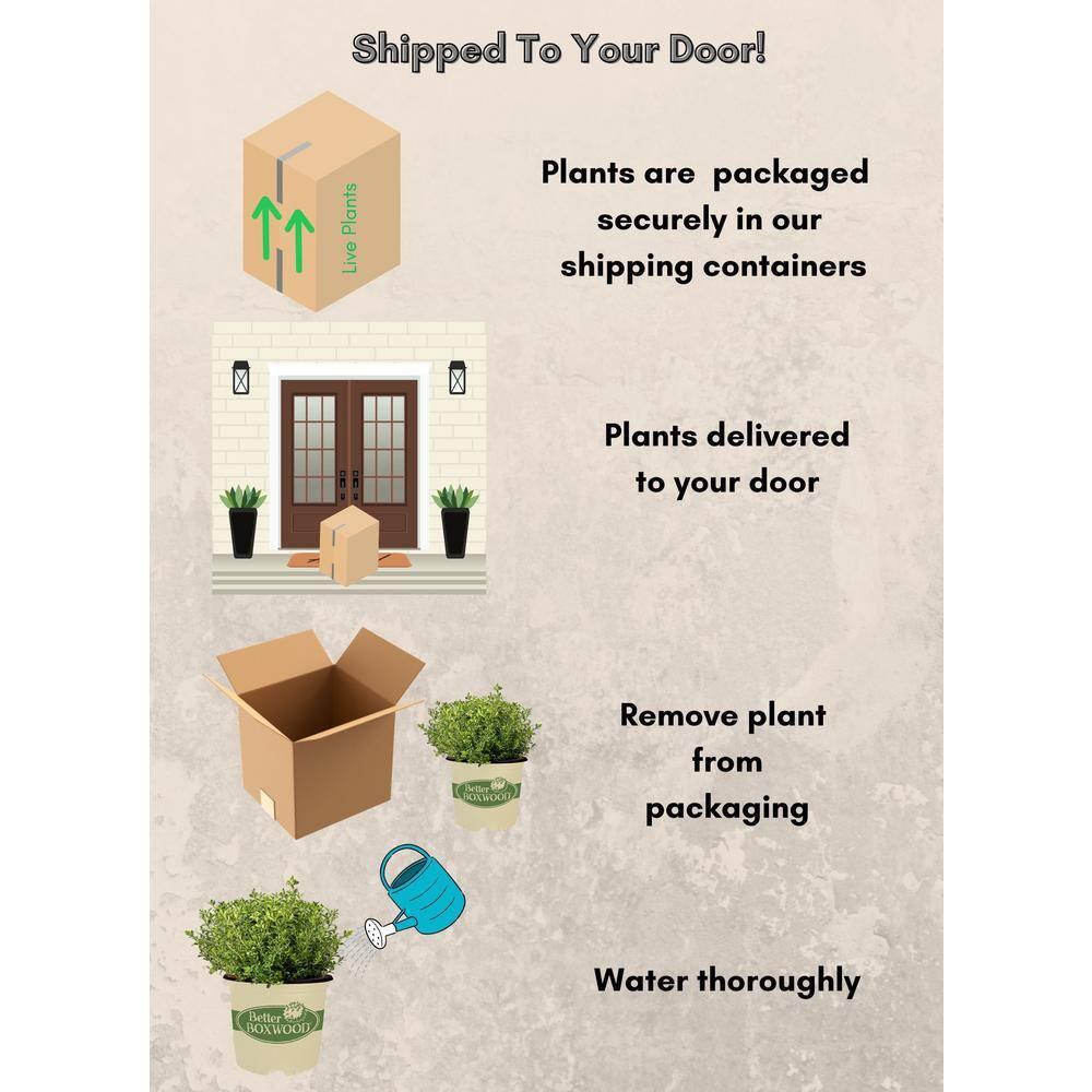 Better Boxwood Renaissance Live Shrub (1 Gallon)