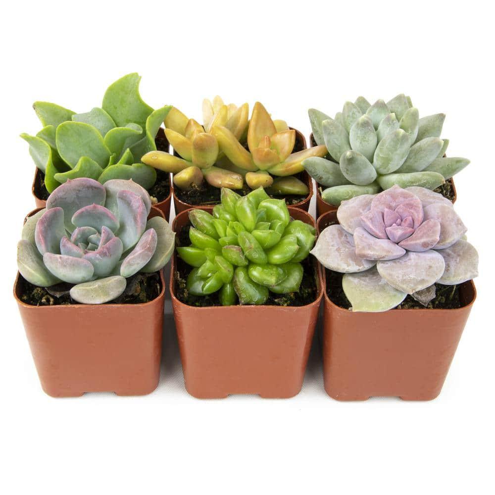 Altman Specialty Plants Live Succulent Plant in Nursery Pot
