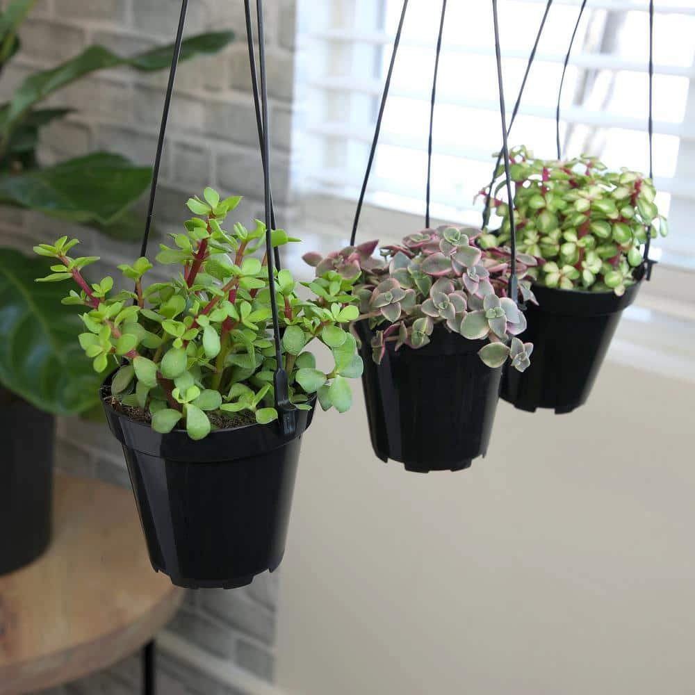 Altman Plants Hanging Succulents Baskets (3-pack) Fun Easy Plants in 3.5 in. Hanging Pots